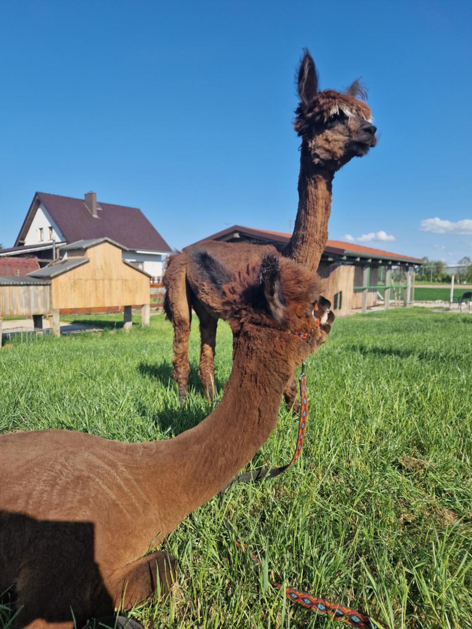 Agroturystyka Kaszuby Villagehome Borzytuchom Buitenkant foto